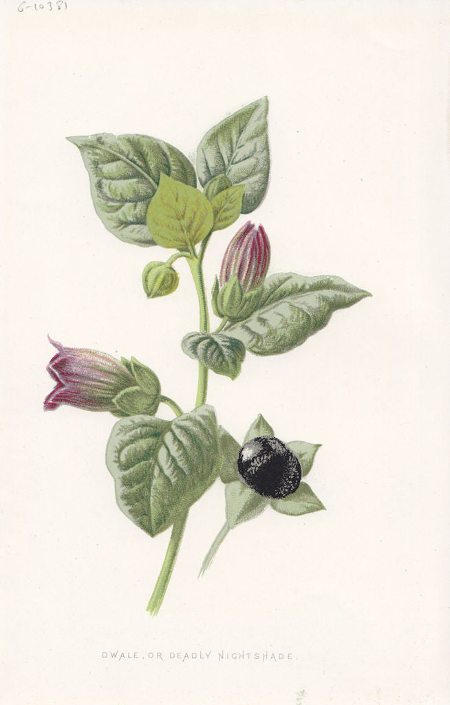 FLOWERS. Dwale or Deadly Nightshade c1895 old antique vintage print picture